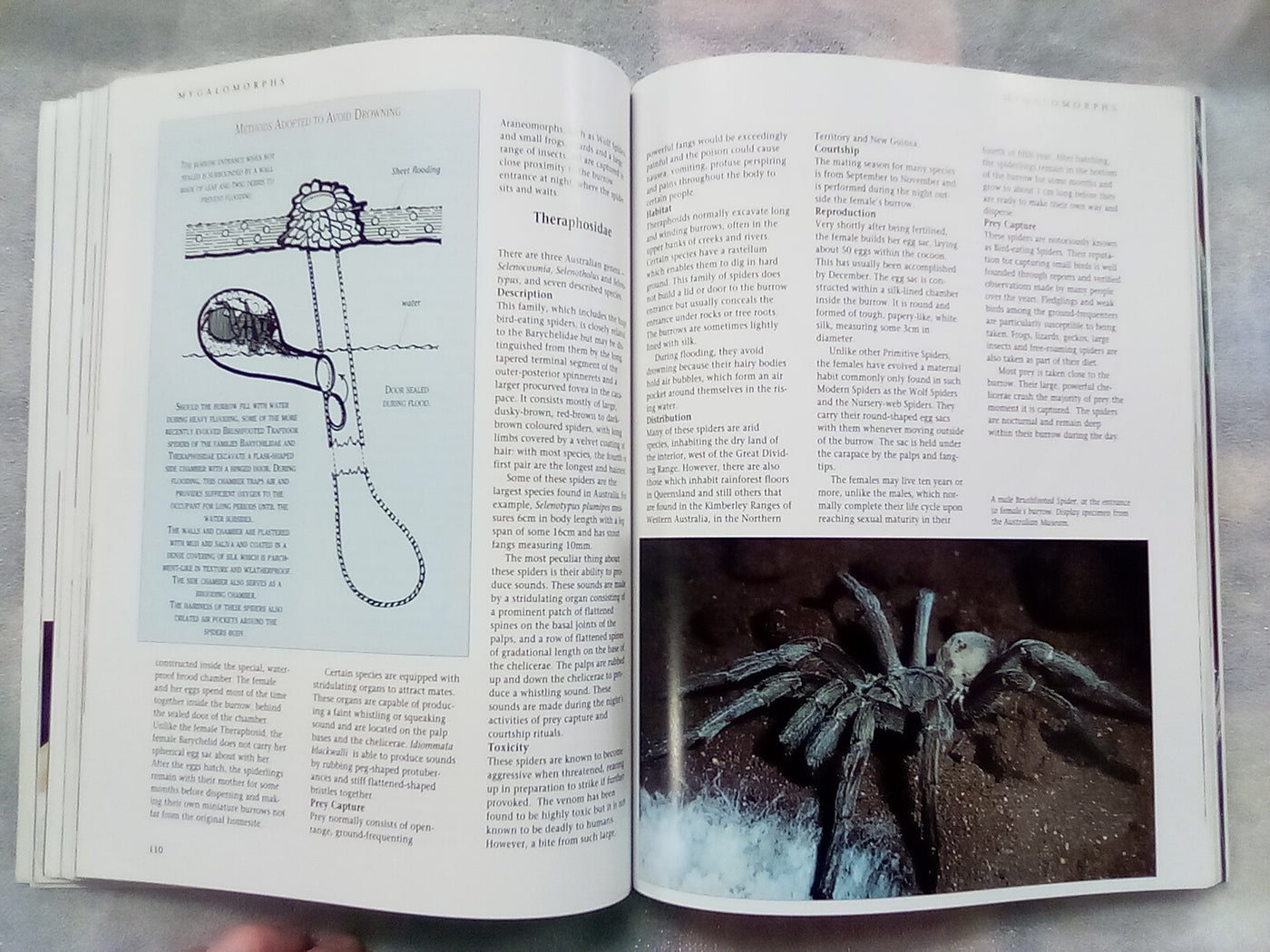 The Silken Web - A Natural History of Australian Spiders by Bert Brunet