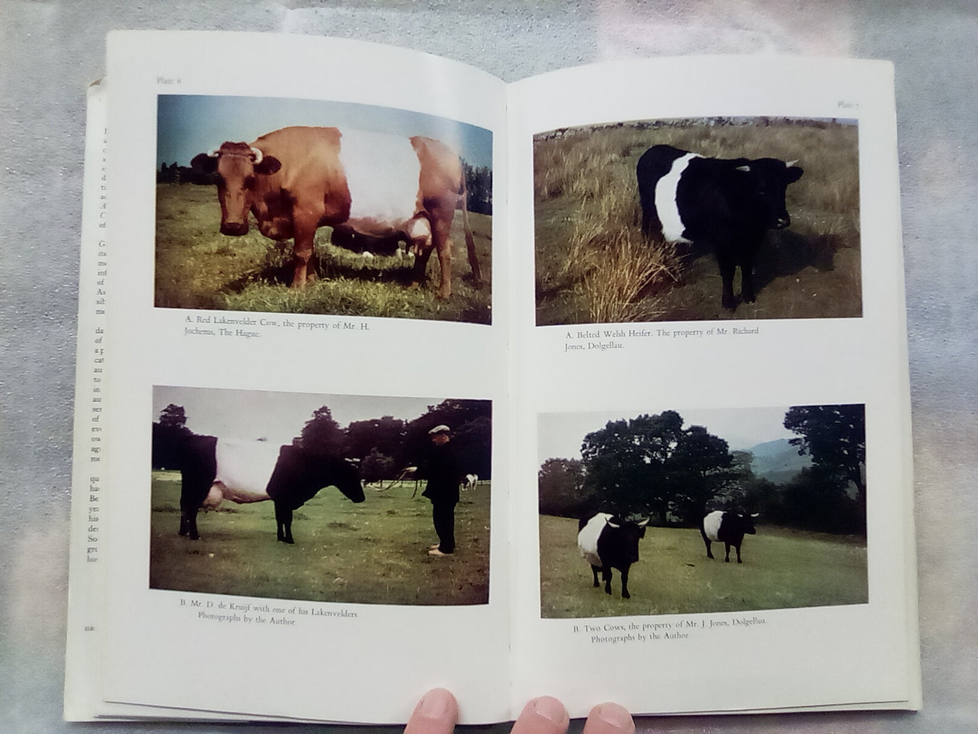 An Illustrated History of Belted Cattle (1970 1st. Edition) by Lord David Stuart