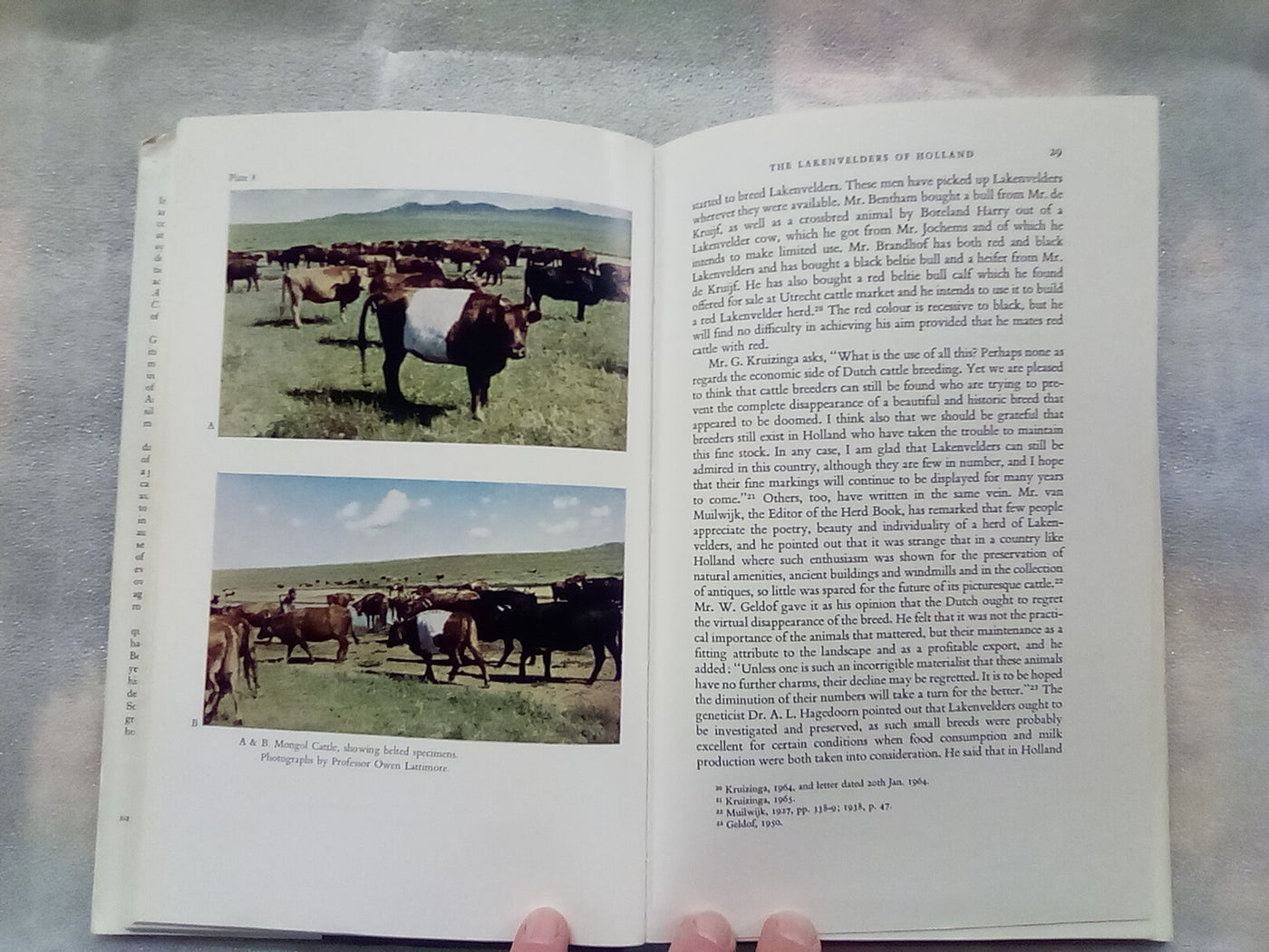 An Illustrated History of Belted Cattle (1970 1st. Edition) by Lord David Stuart