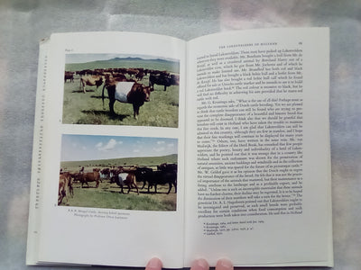 An Illustrated History of Belted Cattle (1970 1st. Edition) by Lord David Stuart