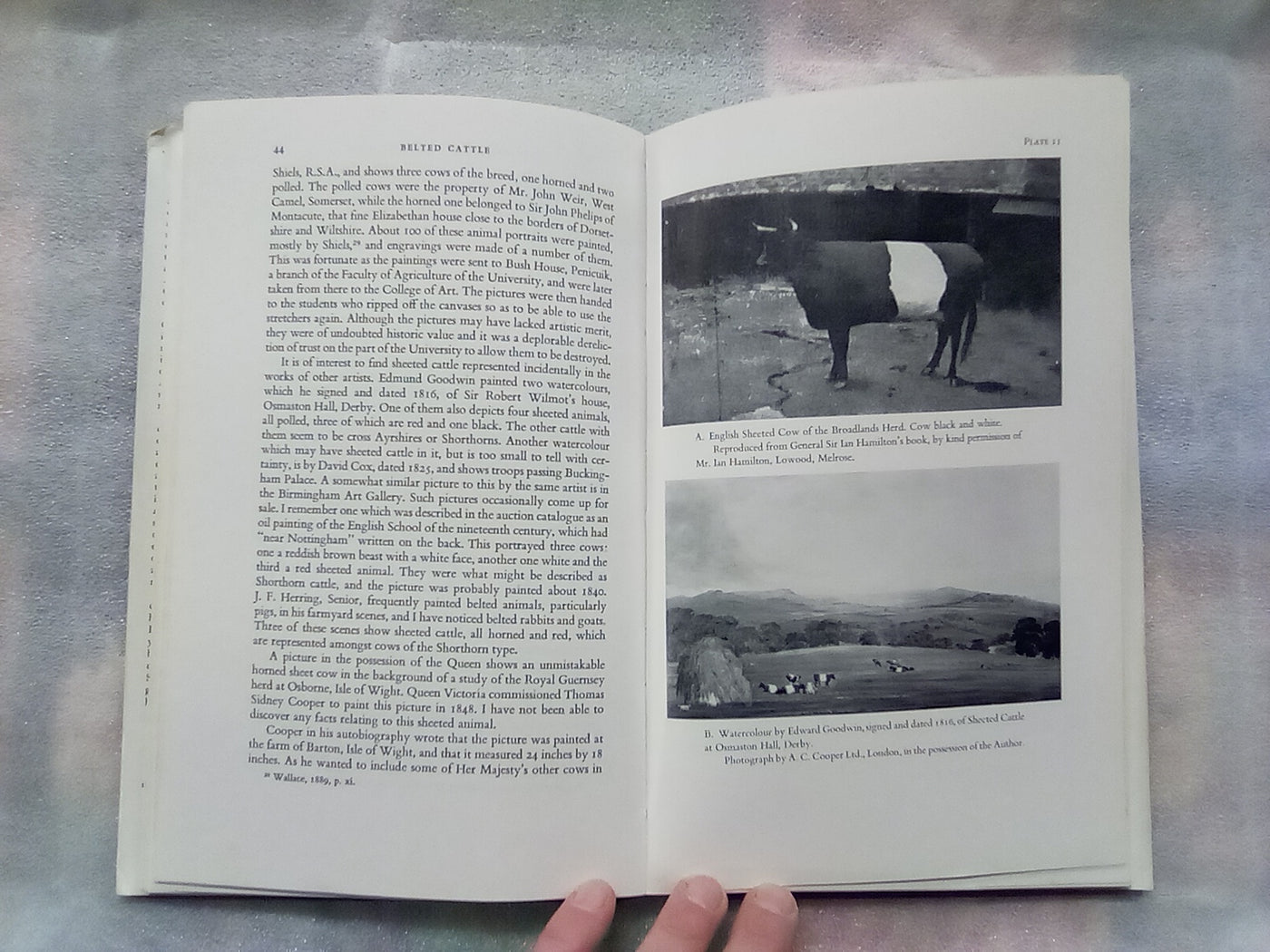 An Illustrated History of Belted Cattle (1970 1st. Edition) by Lord David Stuart