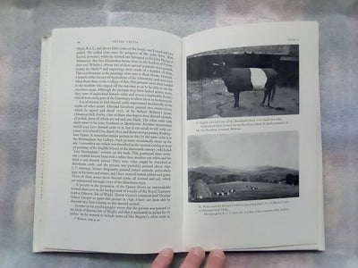 An Illustrated History of Belted Cattle (1970 1st. Edition) by Lord David Stuart