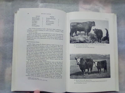 An Illustrated History of Belted Cattle (1970 1st. Edition) by Lord David Stuart