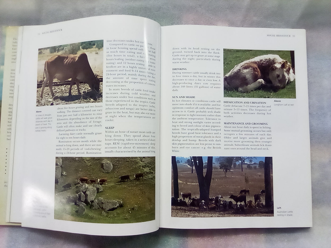 The NZ Guide to Cattle Breeds by Graham Meadows