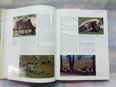 The NZ Guide to Cattle Breeds by Graham Meadows