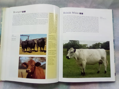 The NZ Guide to Cattle Breeds by Graham Meadows