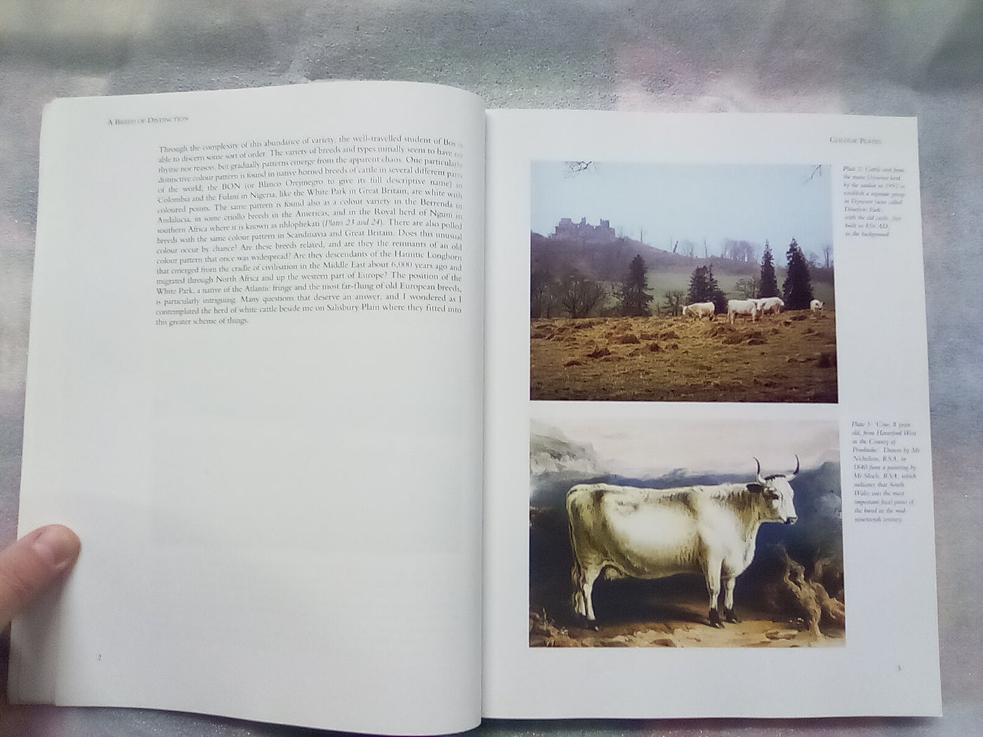 A Breed of Distinction - White Park Cattle: Ancient & Modern