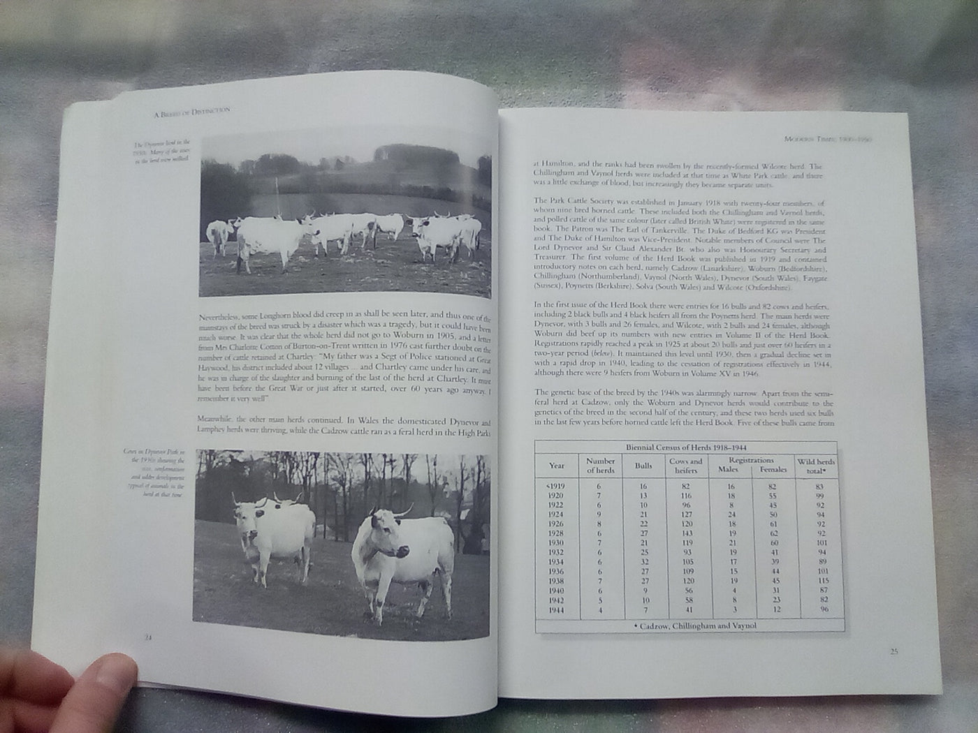 A Breed of Distinction - White Park Cattle: Ancient & Modern