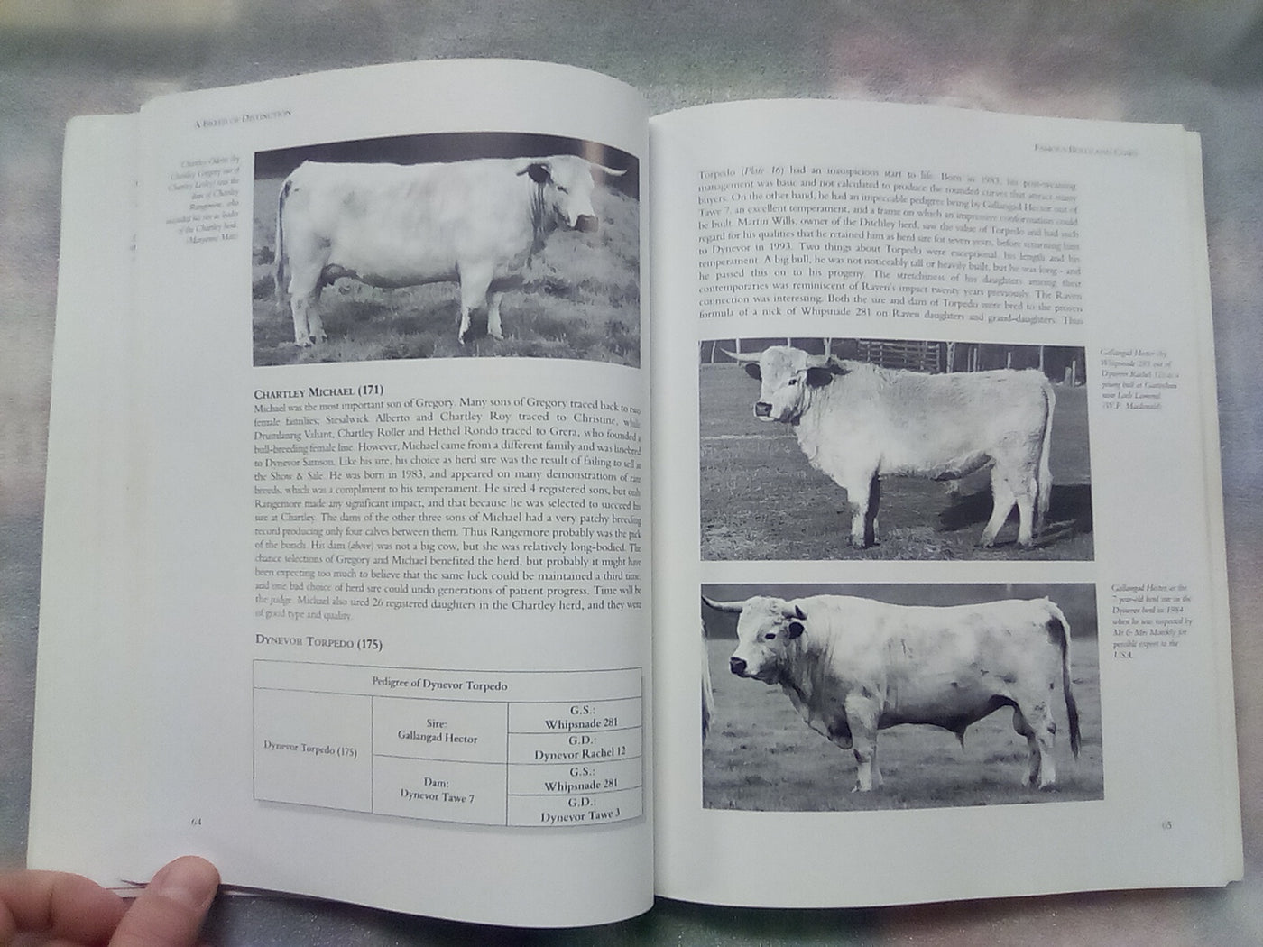 A Breed of Distinction - White Park Cattle: Ancient & Modern