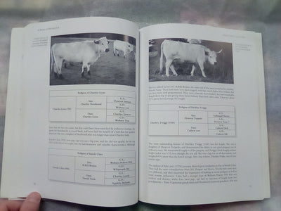 A Breed of Distinction - White Park Cattle: Ancient & Modern