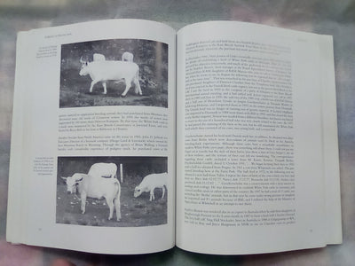 A Breed of Distinction - White Park Cattle: Ancient & Modern
