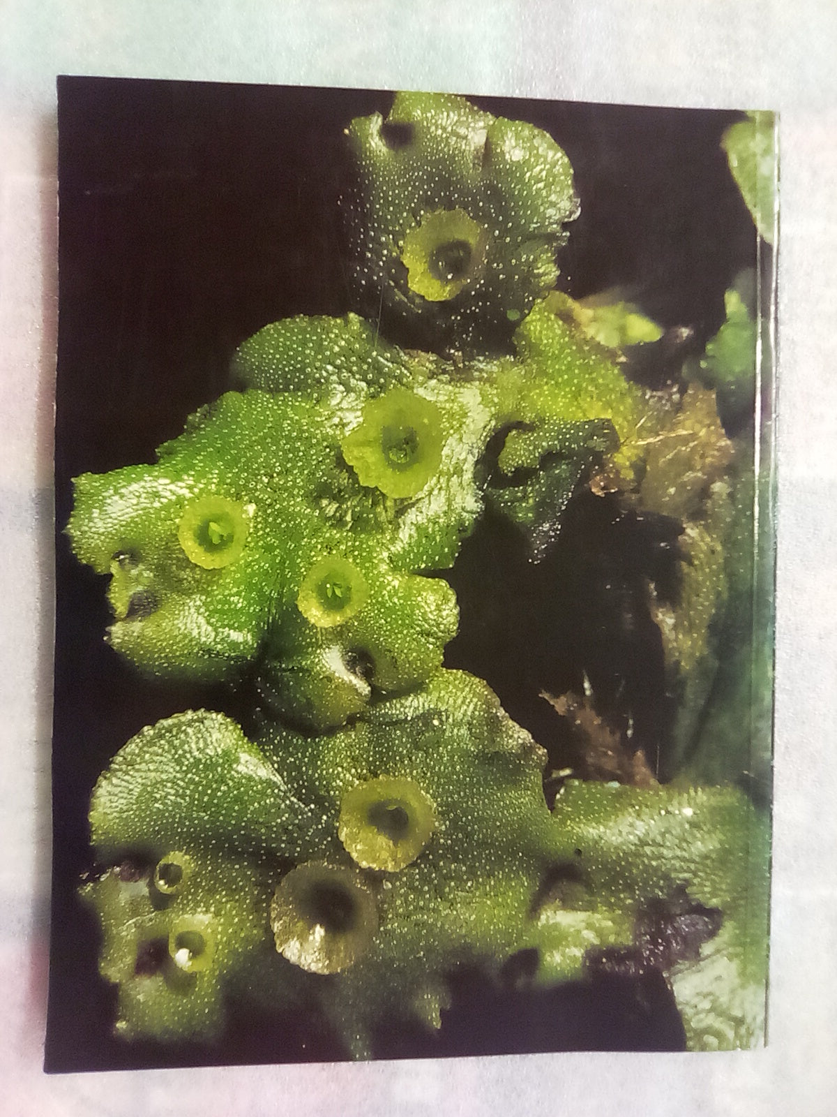 The Forest Carpet - NZs Mosses, Lichens, Liverworts, etc... by Bill & Nancy Malcom
