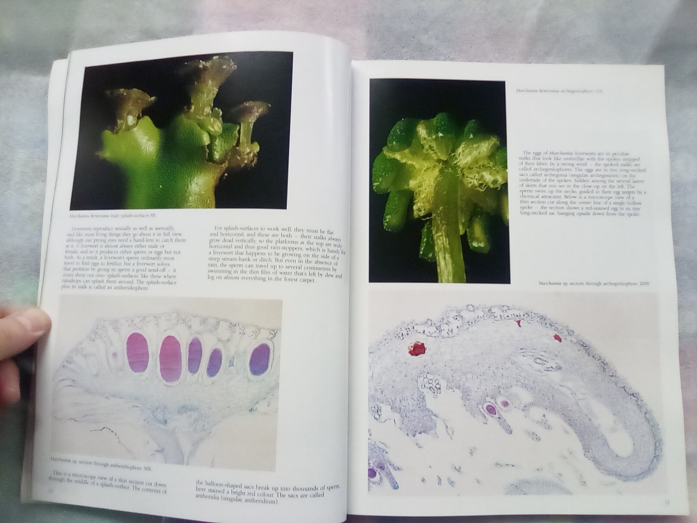The Forest Carpet - NZs Mosses, Lichens, Liverworts, etc... by Bill & Nancy Malcom