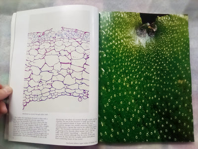 The Forest Carpet - NZs Mosses, Lichens, Liverworts, etc... by Bill & Nancy Malcom