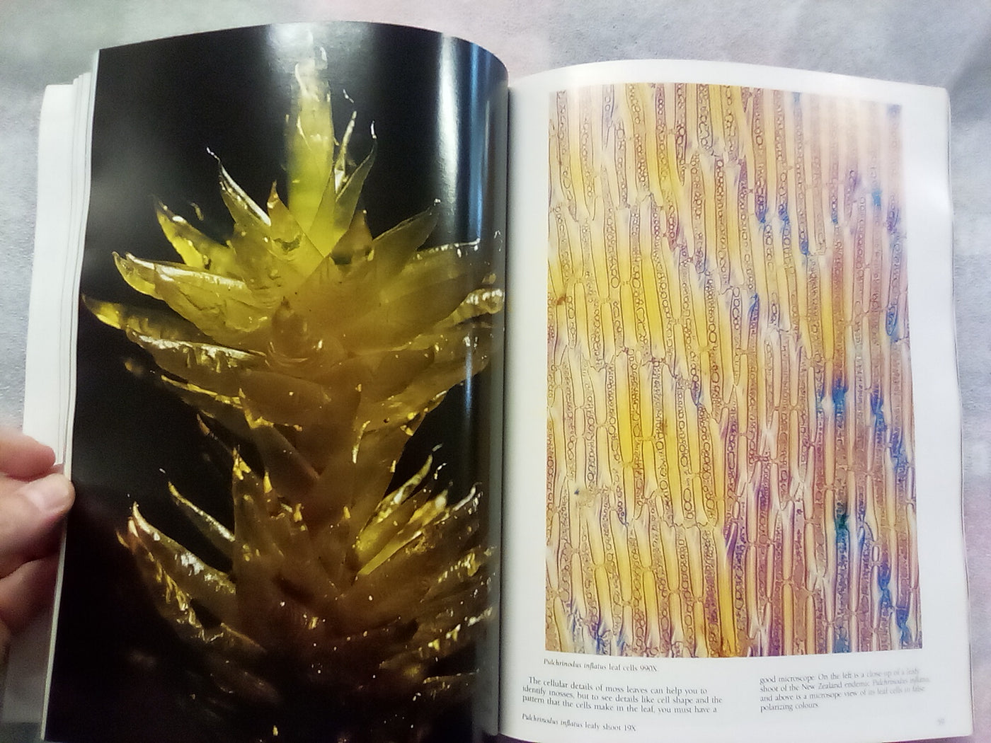 The Forest Carpet - NZs Mosses, Lichens, Liverworts, etc... by Bill & Nancy Malcom