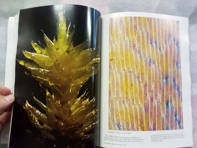 The Forest Carpet - NZs Mosses, Lichens, Liverworts, etc... by Bill & Nancy Malcom