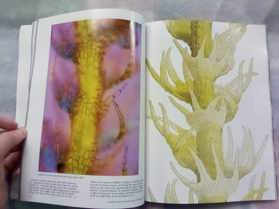 The Forest Carpet - NZs Mosses, Lichens, Liverworts, etc... by Bill & Nancy Malcom