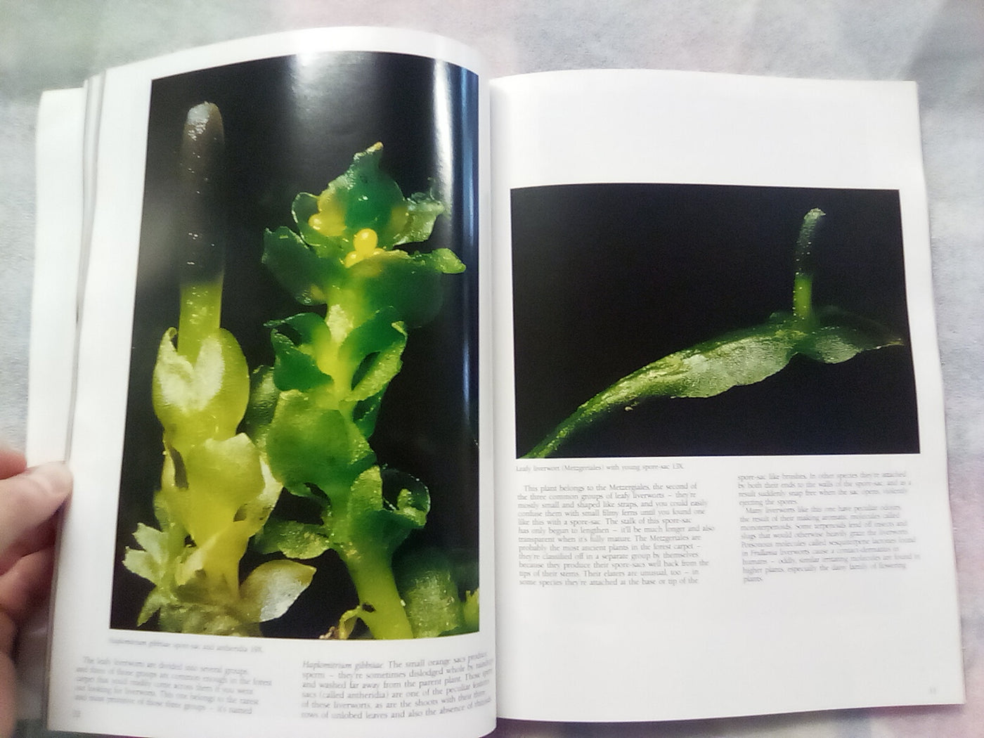 The Forest Carpet - NZs Mosses, Lichens, Liverworts, etc... by Bill & Nancy Malcom