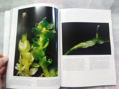 The Forest Carpet - NZs Mosses, Lichens, Liverworts, etc... by Bill & Nancy Malcom