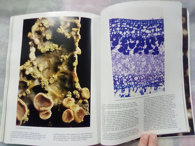 The Forest Carpet - NZs Mosses, Lichens, Liverworts, etc... by Bill & Nancy Malcom