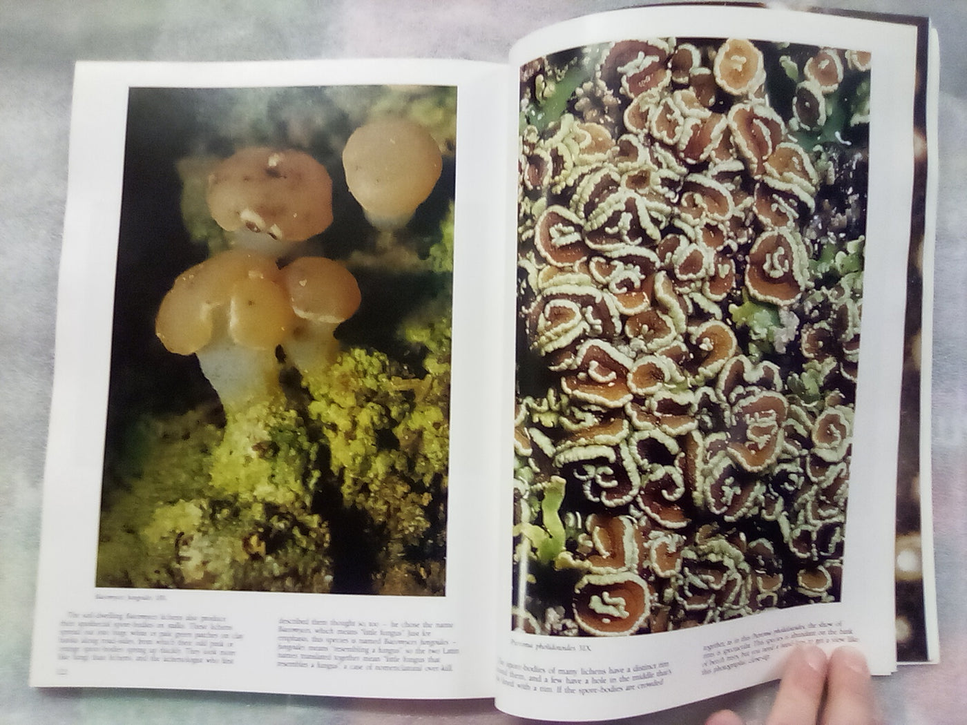The Forest Carpet - NZs Mosses, Lichens, Liverworts, etc... by Bill & Nancy Malcom
