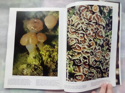 The Forest Carpet - NZs Mosses, Lichens, Liverworts, etc... by Bill & Nancy Malcom