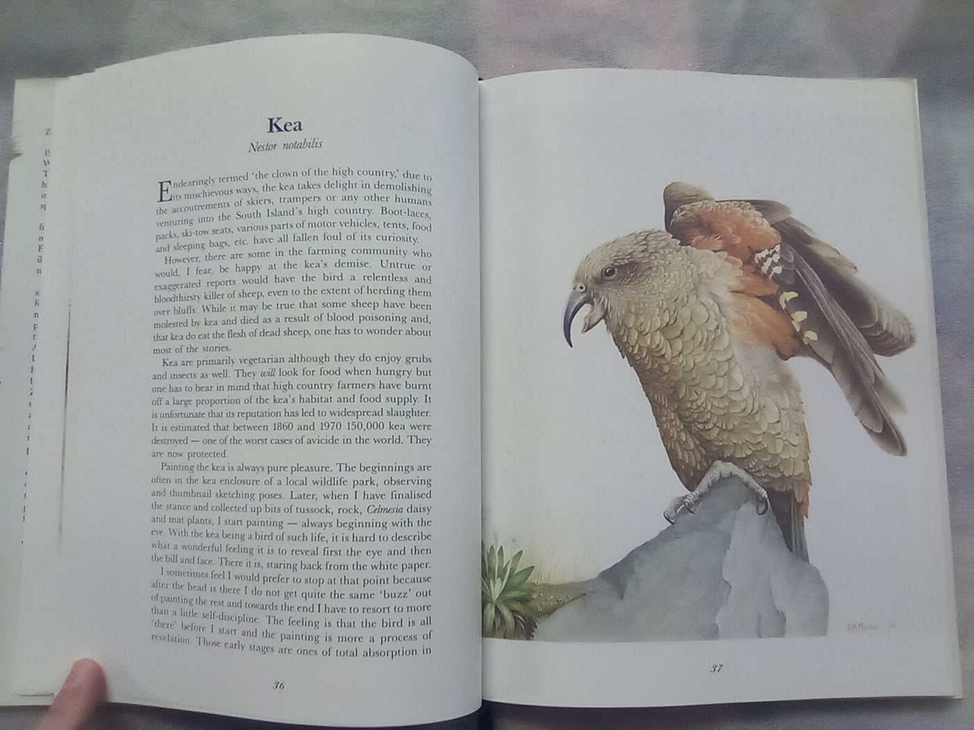 Wild Natives by Pauline Morse - Signed and Numbered Edition