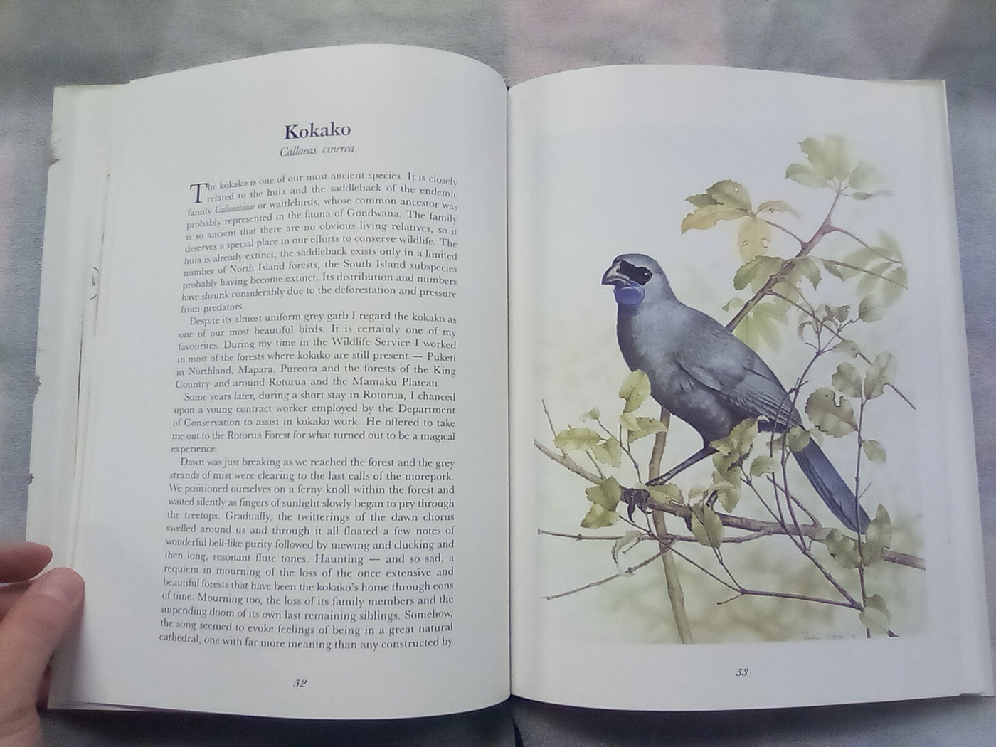 Wild Natives by Pauline Morse - Signed and Numbered Edition