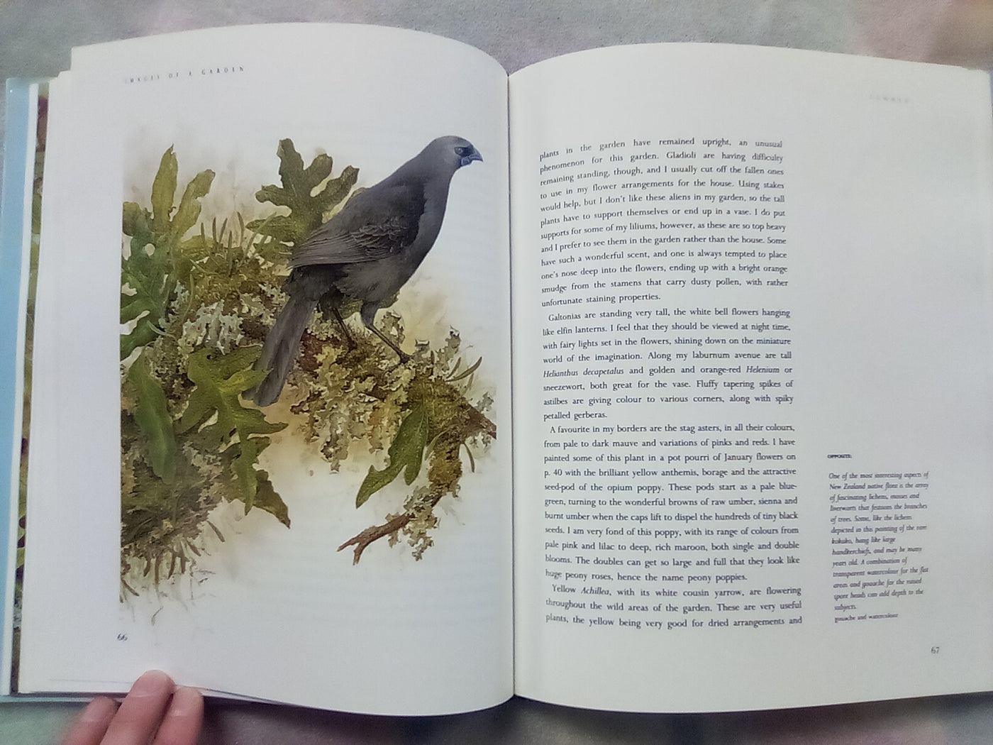 Images Of A (NZ) Garden - Through the Seasons with Janet Marshall