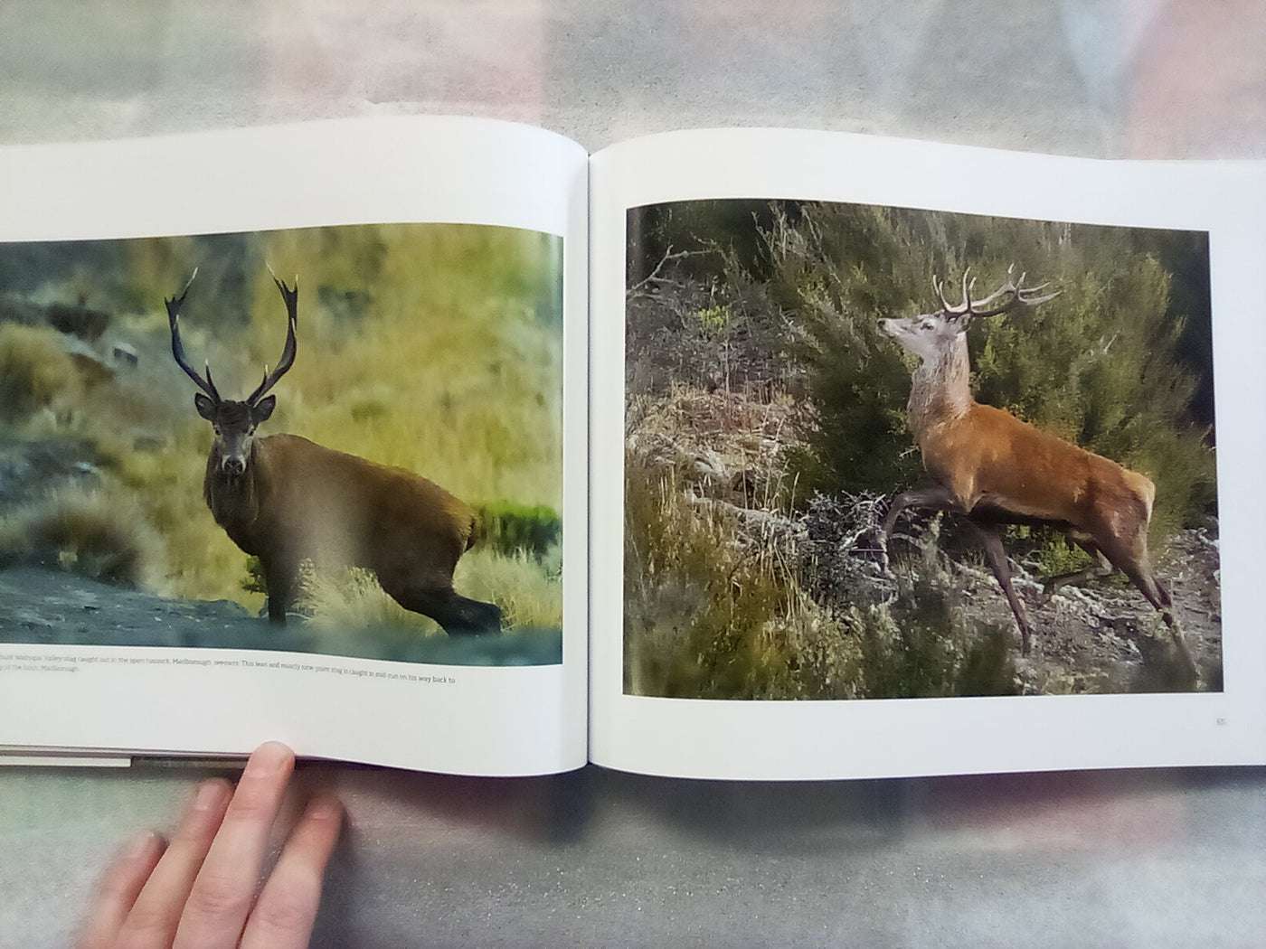 The Heart of Hunting - Wilderness & Hunting in New Zealand by Greig Caigou and Matt Winter