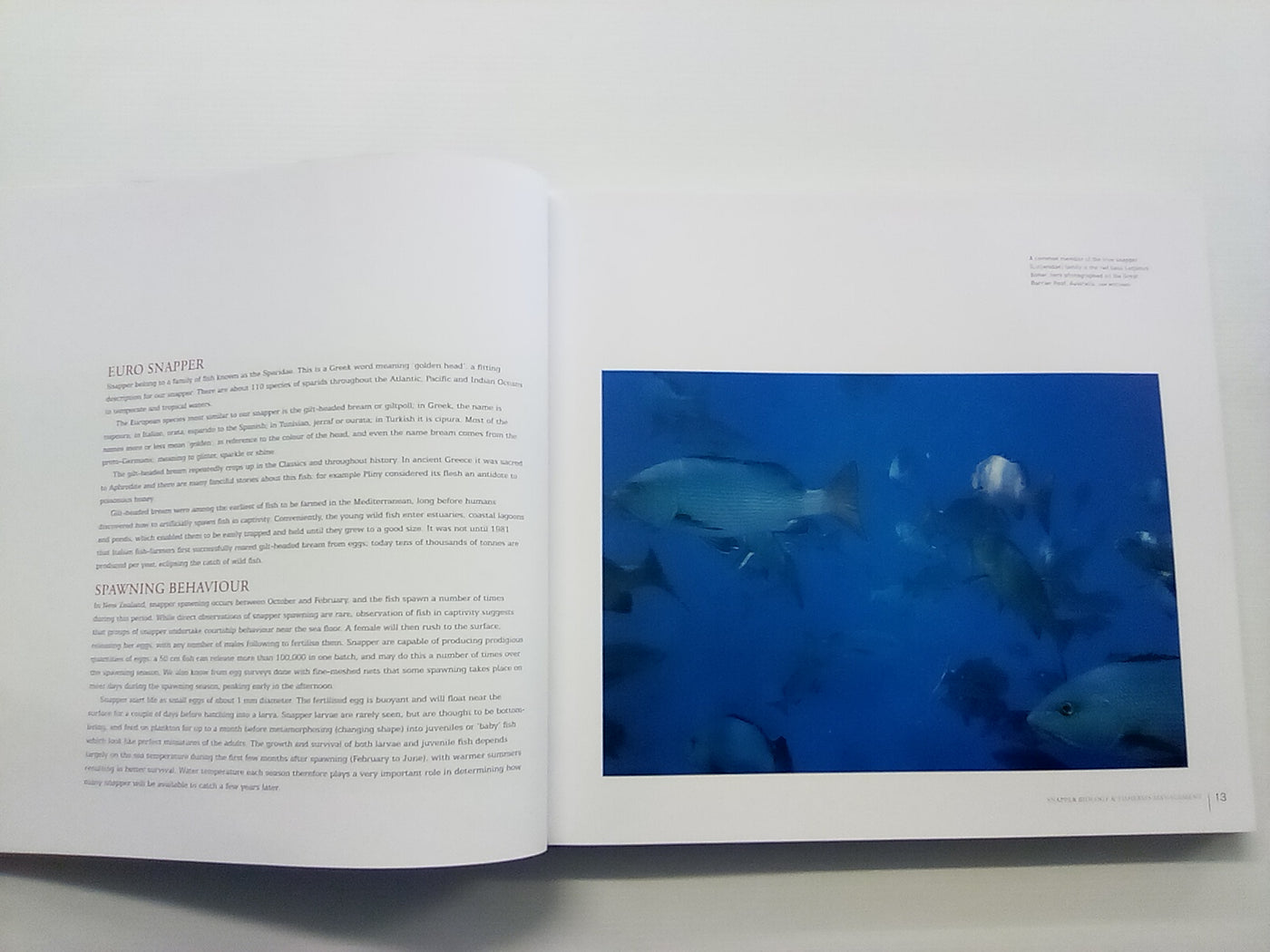Snapper - New Zealand's Greatest Fish by Sam Mossman