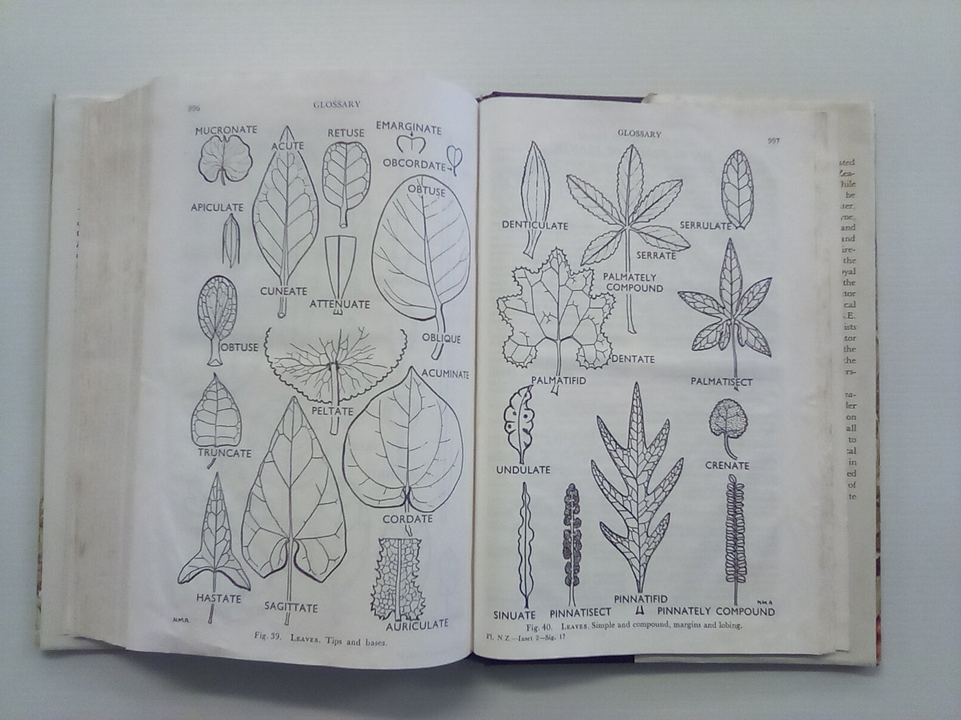 Flora of New Zealand - 3 Volumes (Vol's 1, 2, & 3)