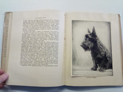 Tail-Waggers (1935 Art Edition) by A. Croxton-Smith