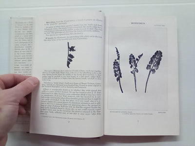 New Zealand Ferns by H.B. Dobbie and M. Crookes (4th. edition 1951)