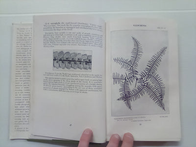 New Zealand Ferns by H.B. Dobbie and M. Crookes (4th. edition 1951)