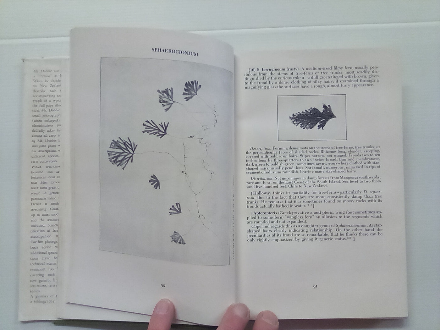 New Zealand Ferns by H.B. Dobbie and M. Crookes (4th. edition 1951)