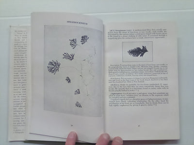 New Zealand Ferns by H.B. Dobbie and M. Crookes (4th. edition 1951)