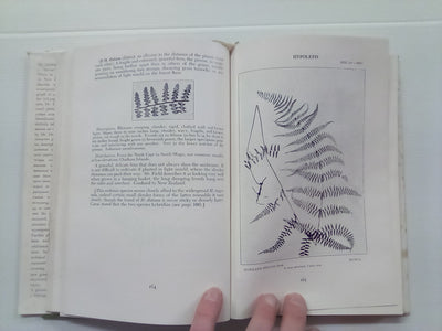 New Zealand Ferns by H.B. Dobbie and M. Crookes (4th. edition 1951)