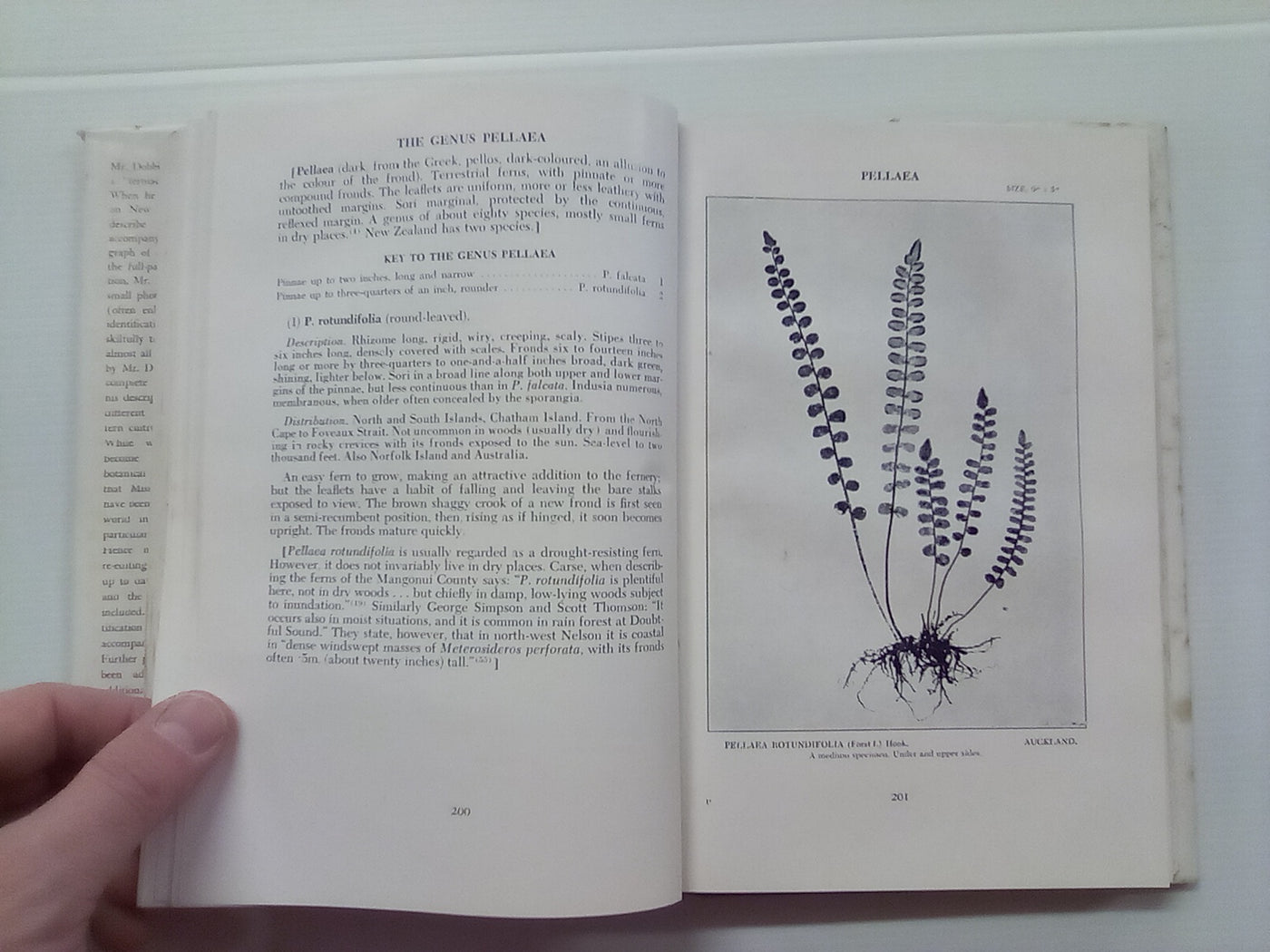 New Zealand Ferns by H.B. Dobbie and M. Crookes (4th. edition 1951)
