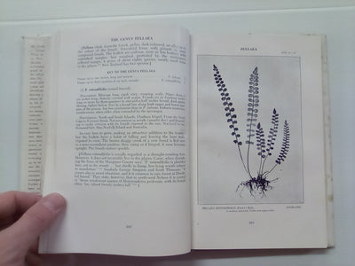 New Zealand Ferns by H.B. Dobbie and M. Crookes (4th. edition 1951)