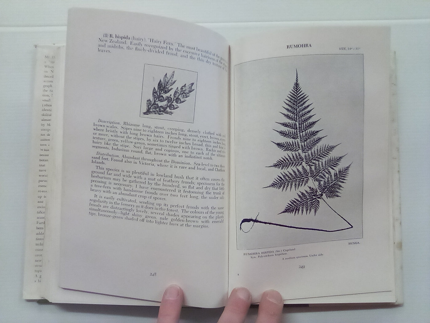 New Zealand Ferns by H.B. Dobbie and M. Crookes (4th. edition 1951)