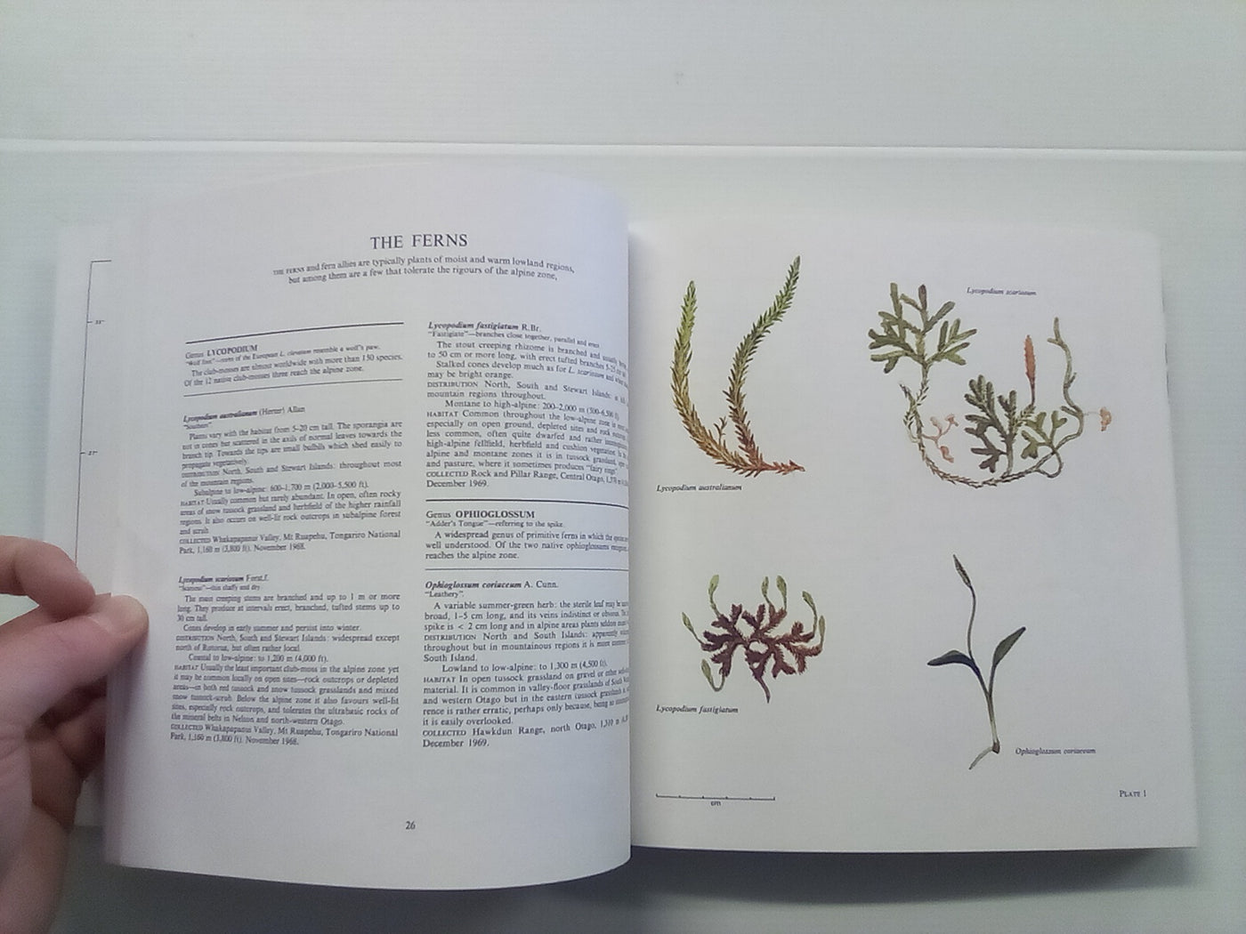 New Zealand Alpine Plants (1979) by A.F. Mark & N.M Adams