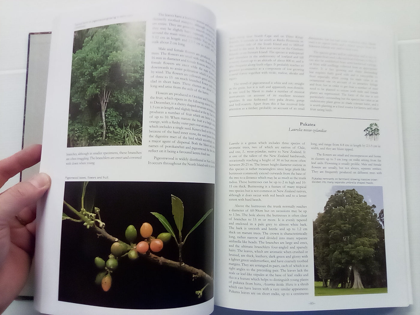 Wardle's Native Trees of New Zealand and Their Story by John Wardle
