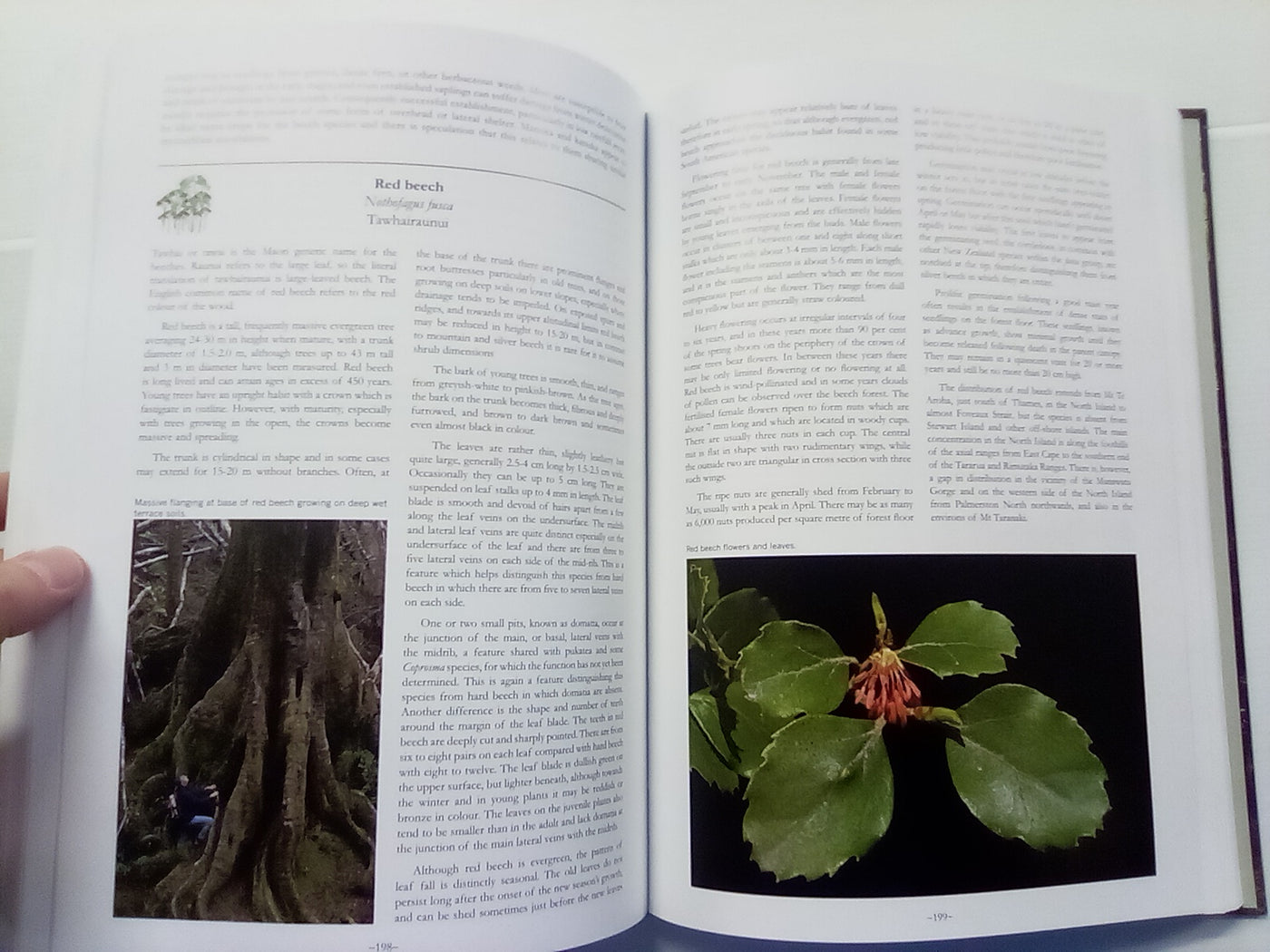 Wardle's Native Trees of New Zealand and Their Story by John Wardle