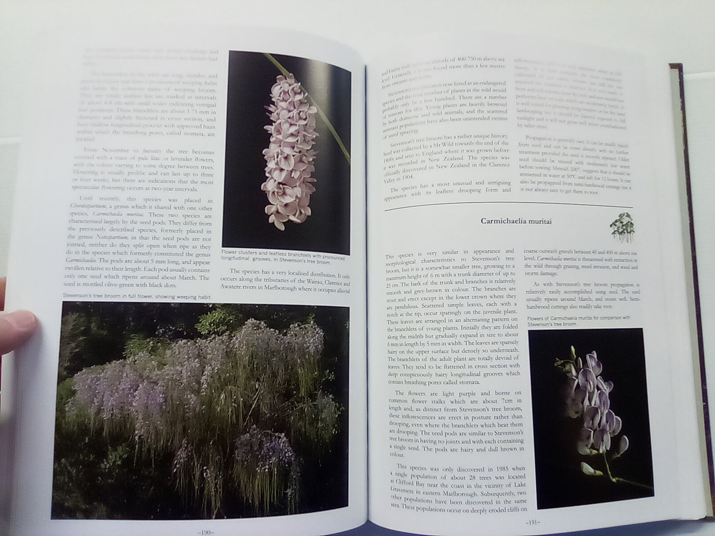 Wardle's Native Trees of New Zealand and Their Story by John Wardle