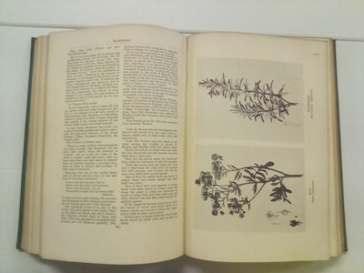 A Modern Herbal - A Medicinal, Culinary, Cosmetic & Economic Properties, Cultivation and Folk-Lore of Herbs, Grasses, Fungi, Shrubs & Trees