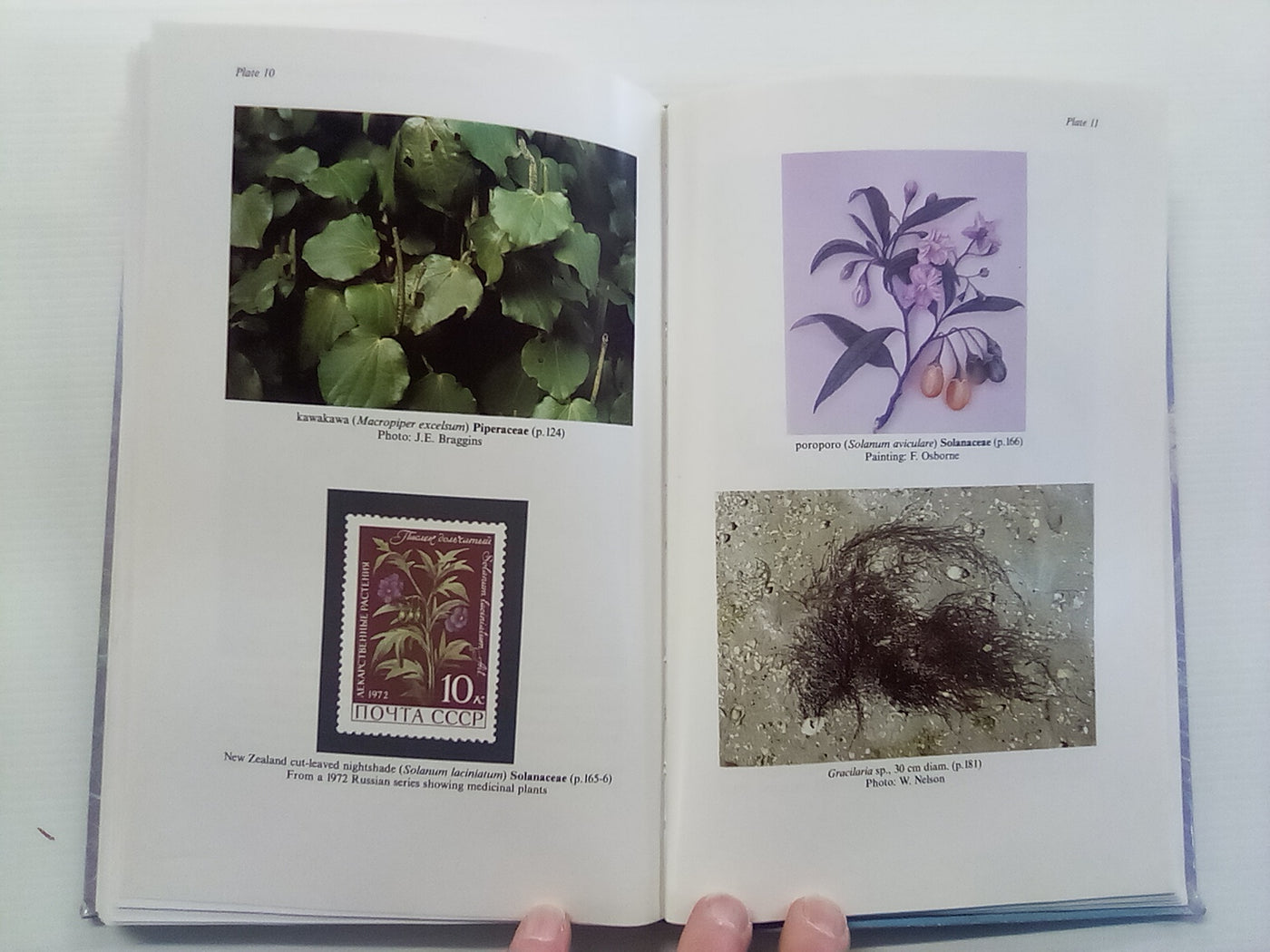 New Zealand's Economic Native Plants by R.C. Cooper and R.C. Cambie