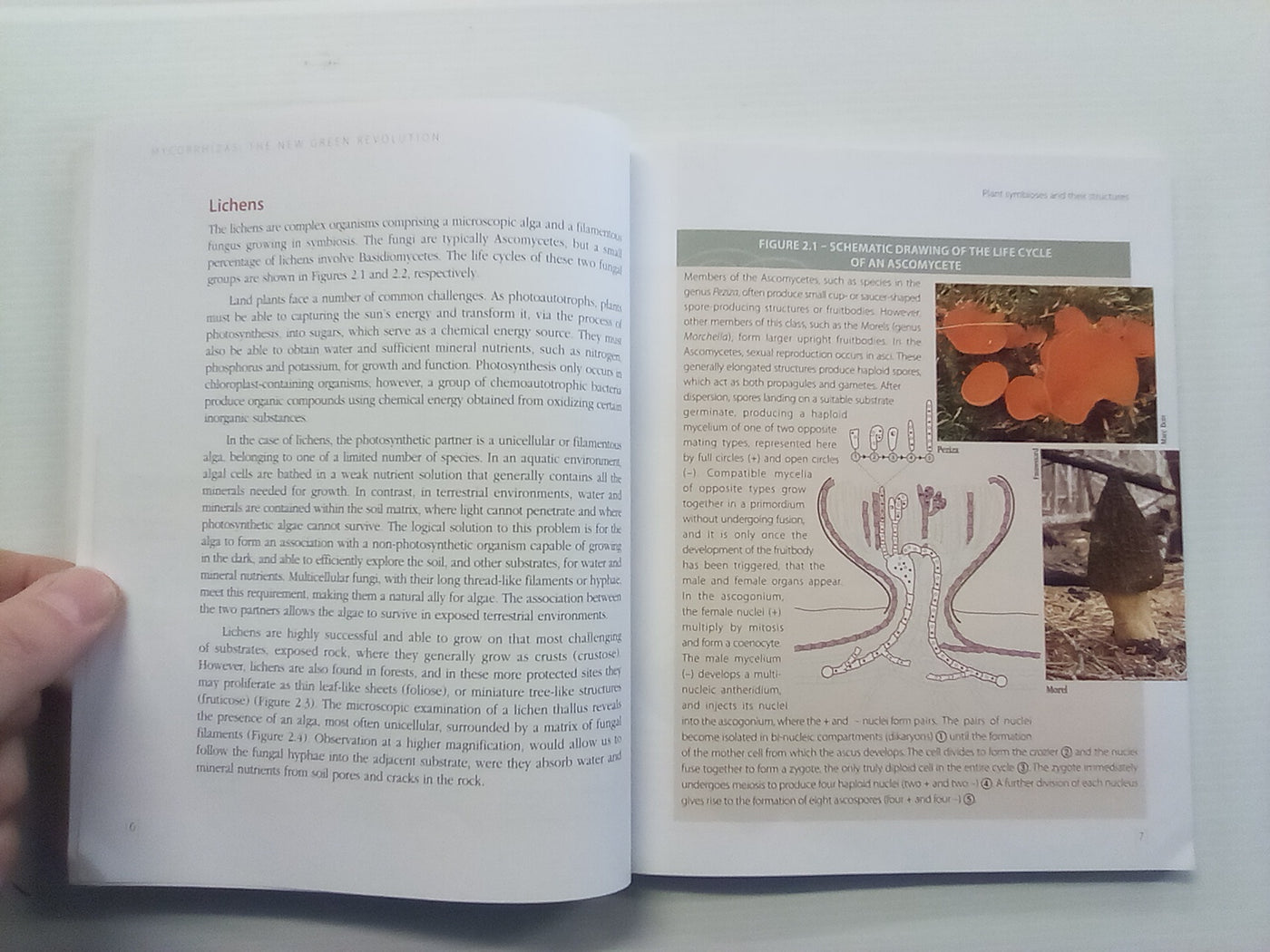 Mycorrhizas - The New Green Revolution
