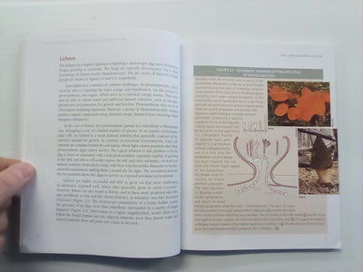Mycorrhizas - The New Green Revolution