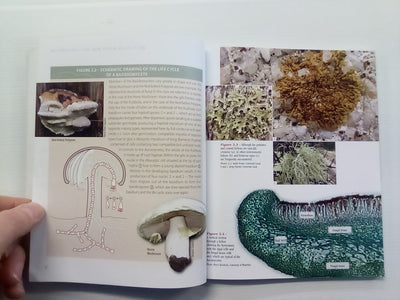 Mycorrhizas - The New Green Revolution